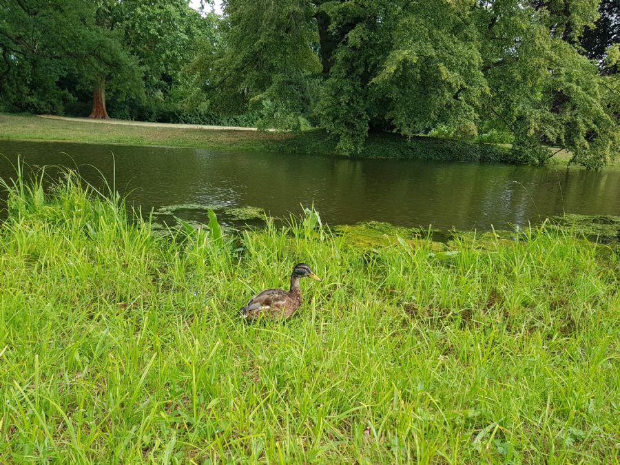 גני ארמון סן-סוסי 